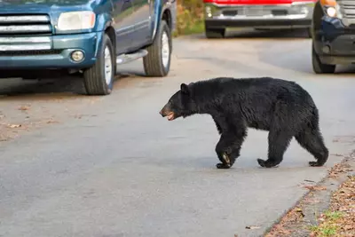 Smoky Mountain black bear crossing the road