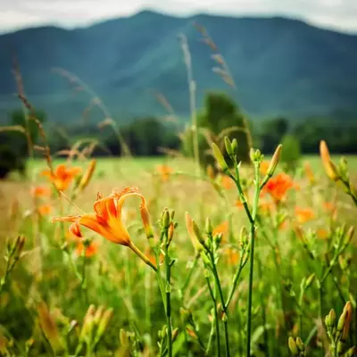 Lilies blooming in the Smoky Mountains in Spring