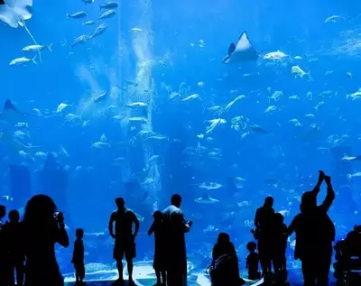 People watching fish in aquarium