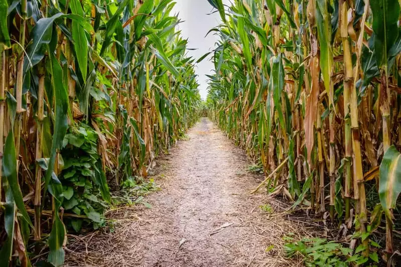 corn maze