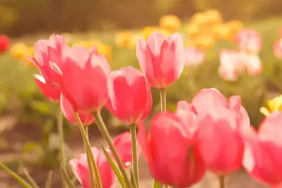 pink tulips blooming in springtime in Pigeon Forge TN