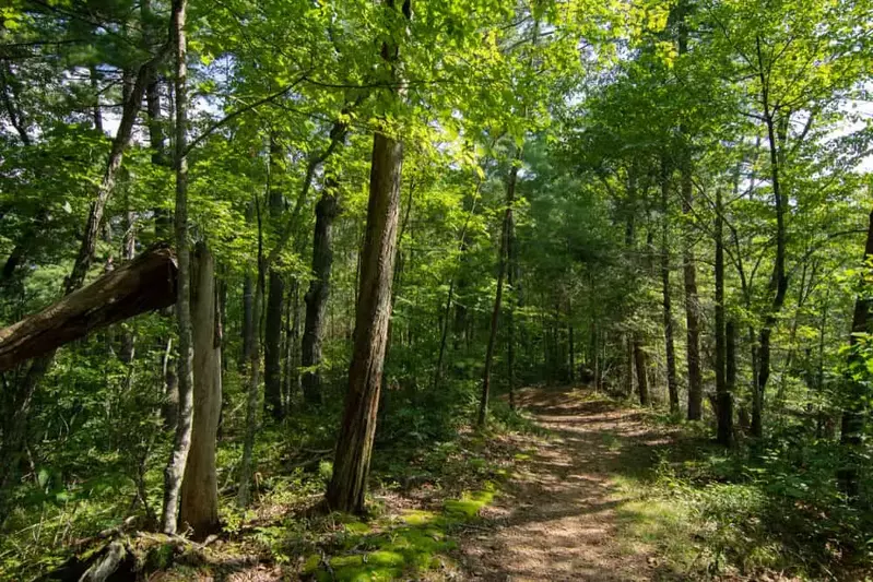 hiking trail in the smoky mountains