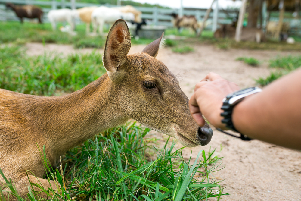 animal attractions pigeon forge