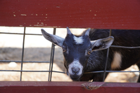 petting zoo pigeon forge