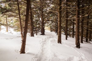 A snowy path in the Smoky Mountains.